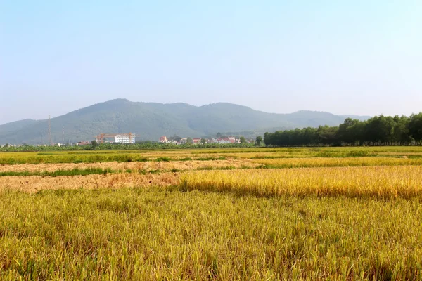 Dojrzałe ryżowe pole — Zdjęcie stockowe