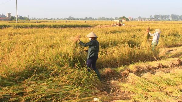 베트남 하이 두 옹, 9 월 29: 베트남어 여자 농부 하 브 로열티 프리 스톡 이미지
