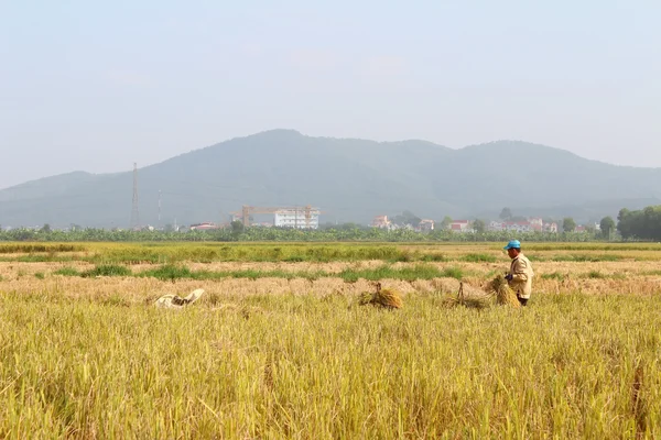 HAI DUONG, VIETNAM, 26 de octubre: Hombre no identificado trae bollo de arroz Fotos de stock