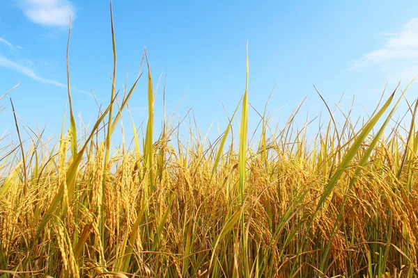 Campo de arroz Imágenes de stock libres de derechos