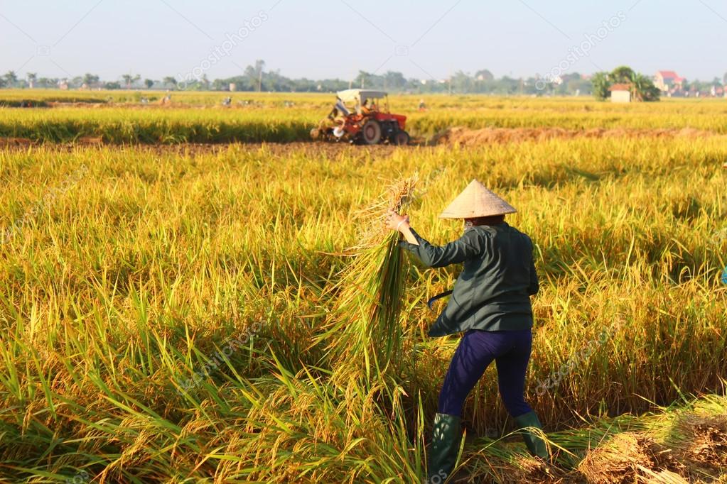 HAI DUONG, VIETNAM, SEPTEMBER, 29: Vietnamese woman farmer harve