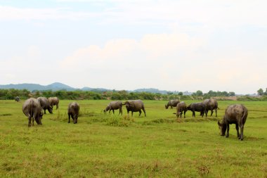 sahada bufalo sürüsü