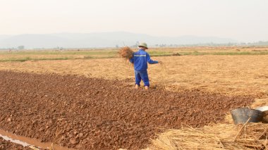 Hai Duong, Vietnam, Ekim, 18: t sebze büyüyen çiftçiler