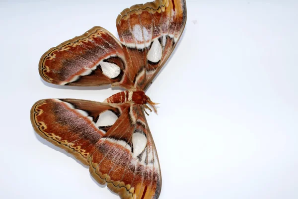 Borboleta marrom no fundo branco — Fotografia de Stock