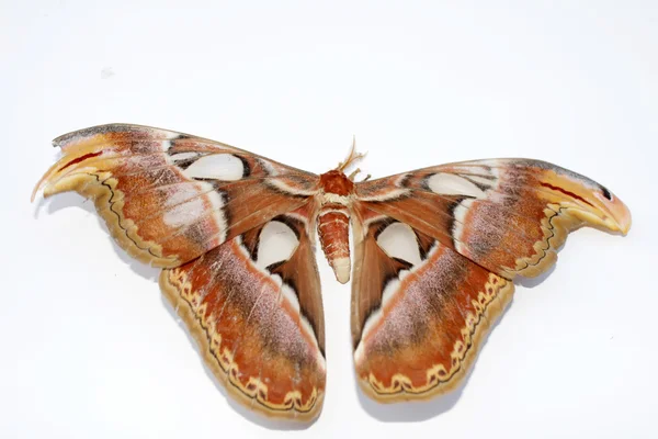 Brauner Schmetterling auf weißem Hintergrund — Stockfoto