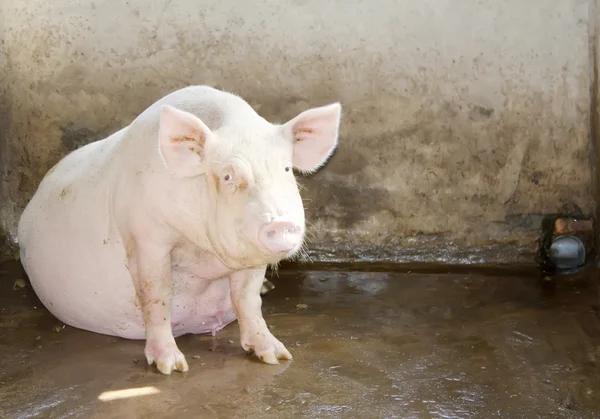 Свиньи в сарае — стоковое фото
