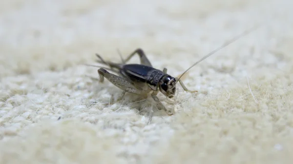 The crickets — Stock Photo, Image