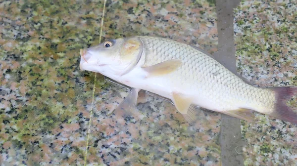 A Carpa — Fotografia de Stock