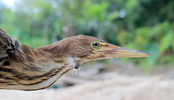 Hammerkop — Stock Photo, Image