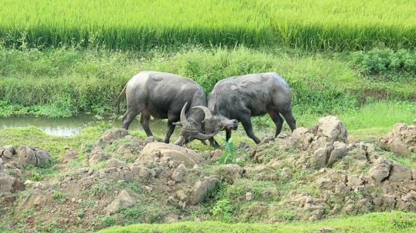 Herd of buffalo on the field — Stock Photo, Image