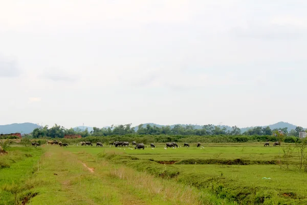 Herd of buffalo on the field — Stock Photo, Image