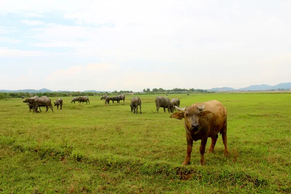 Herd of buffalo on the field — Stock Photo, Image