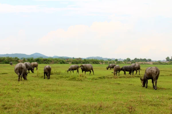 Rebaño de búfalos en el campo — Foto de Stock