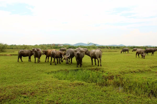 Mandria di bufali sul campo — Foto Stock