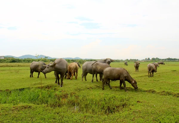 Manada de búfalos no campo — Fotografia de Stock