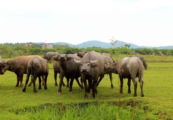 Manada de búfalos no campo — Fotografia de Stock