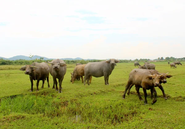 Manada de búfalos no campo — Fotografia de Stock