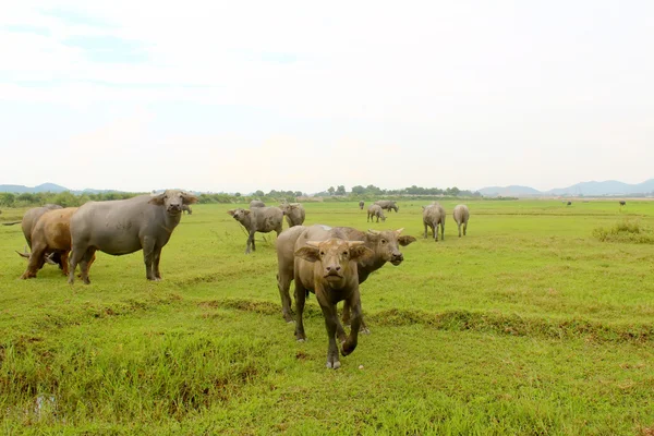 Manada de búfalos no campo — Fotografia de Stock