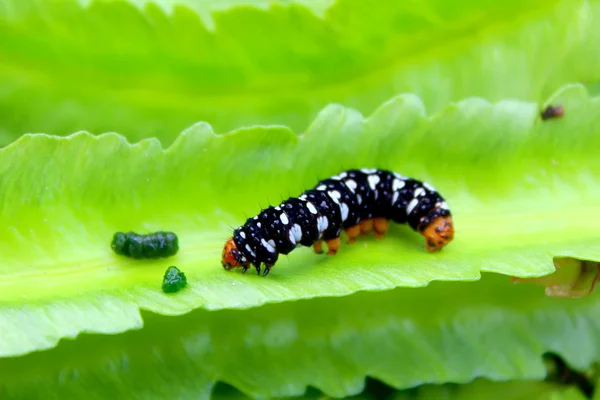 Caterpillar-levél — Stock Fotó
