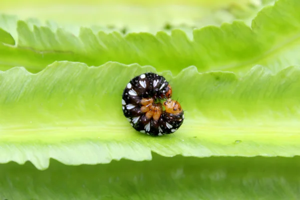 Caterpillar-levél — Stock Fotó