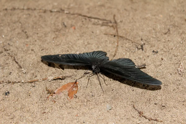 Borboleta preta na areia — Fotografia de Stock