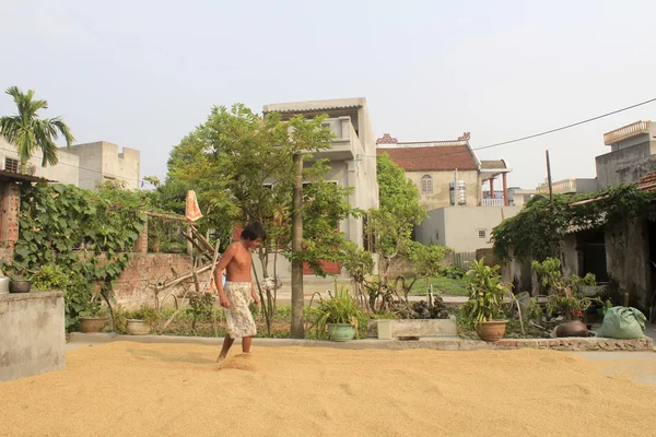 Hai Duong, Vietnam, října, 9: Chudý farmář suché rýže po Hana — Stock fotografie