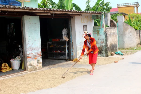 Hai Duong, Vietnam, 26. září: Chudý farmář suché rýže po ha — Stock fotografie