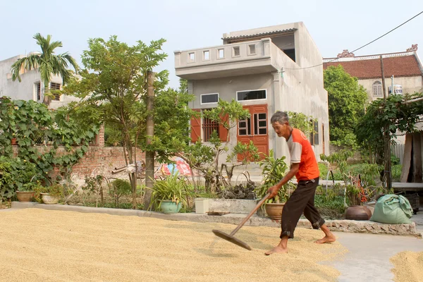 HAI DUONG, VIETNAM, 9 OCTOBRE : Pauvre fermier riz sec après la ruche — Photo
