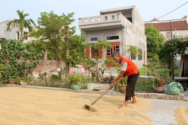 HAI DUONG, VIETNAM, 9 OCTOBRE : Pauvre fermier riz sec après la ruche — Photo