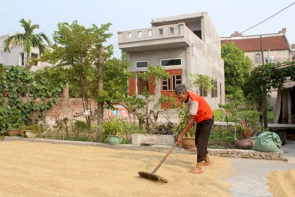 HAI DUONG, VIETNAM, 9 OTTOBRE: povero agricoltore di riso secco dopo harve — Foto Stock