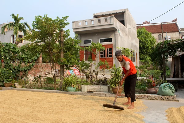 HAI DUONG, VIETNAM, 9 OCTOBRE : Pauvre fermier riz sec après la ruche — Photo