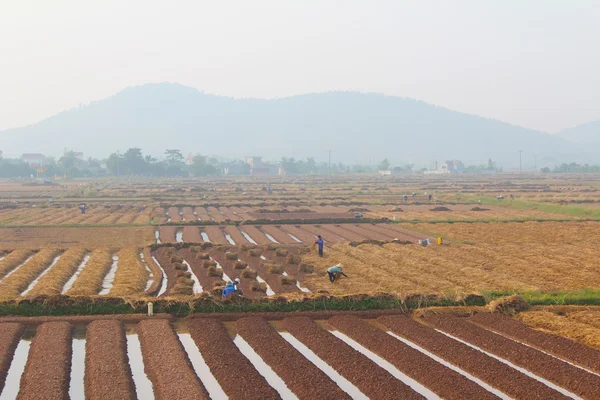 HAI DUONG, VIETNAM, October, 18: farmers growing vegetables in t — Stock Photo, Image