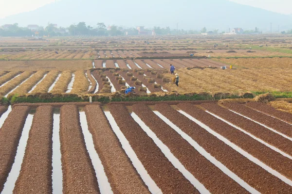 HAI DUONG, VIETNAM, 18 de octubre: los agricultores cultivan hortalizas en t —  Fotos de Stock