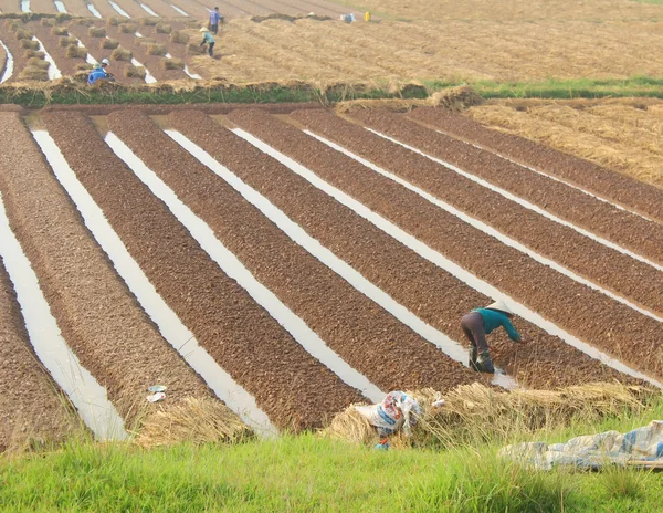 HAI DUONG, VIETNAM, 18 de outubro: agricultores cultivando hortaliças em t — Fotografia de Stock