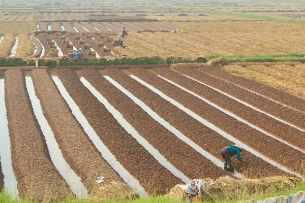 HAI DUONG, VIETNAM, 18 de octubre: los agricultores cultivan hortalizas en t — Foto de Stock