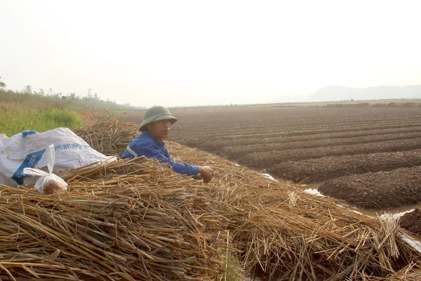Hai Duong, Wietnam, 18 października: rolników uprawiających warzywa w t — Zdjęcie stockowe