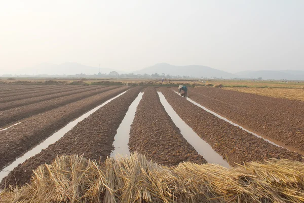 HAI DUONG, VIETNAM, 18 ottobre: agricoltori che coltivano ortaggi in t — Foto Stock