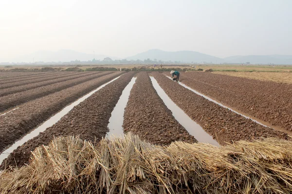 HAI DUONG, VIETNAM, 18 de octubre: los agricultores cultivan hortalizas en t — Foto de Stock