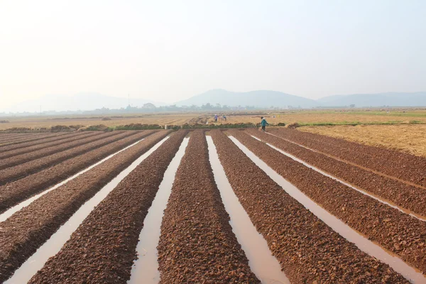 Hai Duong, Wietnam, 18 października: rolników uprawiających warzywa w t — Zdjęcie stockowe