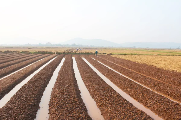 HAI DUONG, VIETNAM, 18 de outubro: agricultores cultivando hortaliças em t — Fotografia de Stock