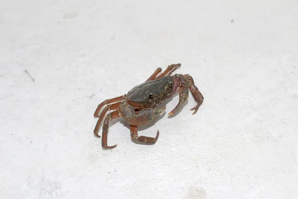 The crab Royalty Free Stock Images