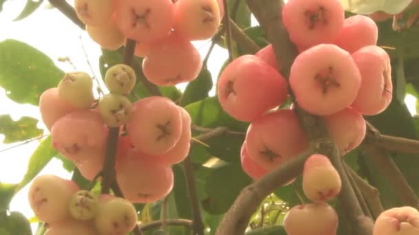 Pflaumenbaum im Garten — Stockvideo