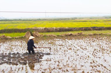 çapa ile alanında çalışan kadın çiftçi