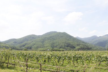 cornfields and mountains