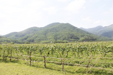 cornfields and mountains