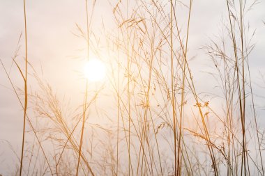 Çimen ve Gökyüzü
