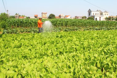 Sebze alanların sulama adam 