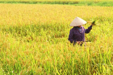 Coltivatori di riso in un campo raccolto 