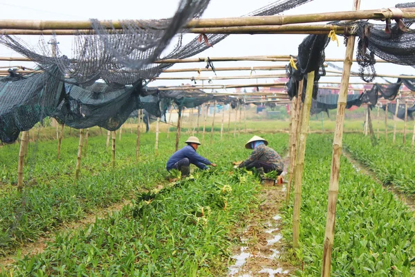 Agricultores cosechan verduras aromáticas — Foto de Stock