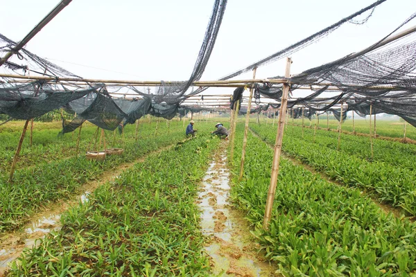 芳香の野菜を収穫します。 — ストック写真